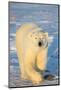 Polar Bear in Churchill Wildlife Management Area, Churchill, Manitoba, Canada-Richard and Susan Day-Mounted Photographic Print