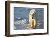 Polar Bear in Churchill Wildlife Management Area, Churchill, Manitoba, Canada-Richard and Susan Day-Framed Photographic Print