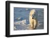 Polar Bear in Churchill Wildlife Management Area, Churchill, Manitoba, Canada-Richard and Susan Day-Framed Photographic Print