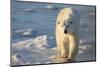 Polar Bear in Churchill Wildlife Management Area, Churchill, Manitoba, Canada-Richard and Susan Day-Mounted Photographic Print