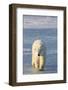 Polar Bear in Churchill Wildlife Management Area, Churchill, Manitoba, Canada-Richard and Susan Day-Framed Photographic Print