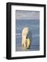 Polar Bear in Churchill Wildlife Management Area, Churchill, Manitoba, Canada-Richard and Susan Day-Framed Photographic Print