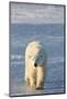 Polar Bear in Churchill Wildlife Management Area, Churchill, Manitoba, Canada-Richard and Susan Day-Mounted Photographic Print