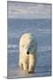 Polar Bear in Churchill Wildlife Management Area, Churchill, Manitoba, Canada-Richard and Susan Day-Mounted Photographic Print