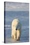 Polar Bear in Churchill Wildlife Management Area, Churchill, Manitoba, Canada-Richard and Susan Day-Stretched Canvas