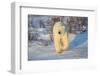 Polar Bear in Churchill Wildlife Management Area, Churchill, Manitoba, Canada-Richard and Susan Day-Framed Photographic Print