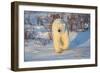 Polar Bear in Churchill Wildlife Management Area, Churchill, Manitoba, Canada-Richard and Susan Day-Framed Photographic Print