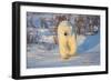 Polar Bear in Churchill Wildlife Management Area, Churchill, Manitoba, Canada-Richard and Susan Day-Framed Photographic Print