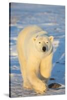 Polar Bear in Churchill Wildlife Management Area, Churchill, Manitoba, Canada-Richard and Susan Day-Stretched Canvas