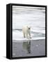Polar Bear in Natural Environment-zanskar-Framed Stretched Canvas