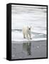Polar Bear in Natural Environment-zanskar-Framed Stretched Canvas