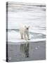 Polar Bear in Natural Environment-zanskar-Stretched Canvas