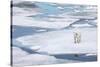 Polar Bear in Natural Environment-zanskar-Stretched Canvas