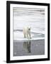 Polar Bear in Natural Environment-zanskar-Framed Photographic Print