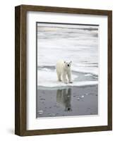 Polar Bear in Natural Environment-zanskar-Framed Photographic Print