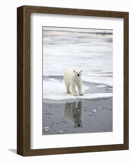 Polar Bear in Natural Environment-zanskar-Framed Photographic Print