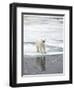 Polar Bear in Natural Environment-zanskar-Framed Photographic Print