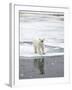 Polar Bear in Natural Environment-zanskar-Framed Photographic Print