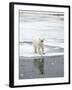 Polar Bear in Natural Environment-zanskar-Framed Photographic Print