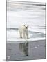 Polar Bear in Natural Environment-zanskar-Mounted Photographic Print