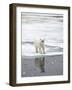 Polar Bear in Natural Environment-zanskar-Framed Photographic Print