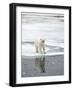 Polar Bear in Natural Environment-zanskar-Framed Photographic Print