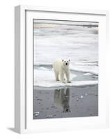 Polar Bear in Natural Environment-zanskar-Framed Photographic Print