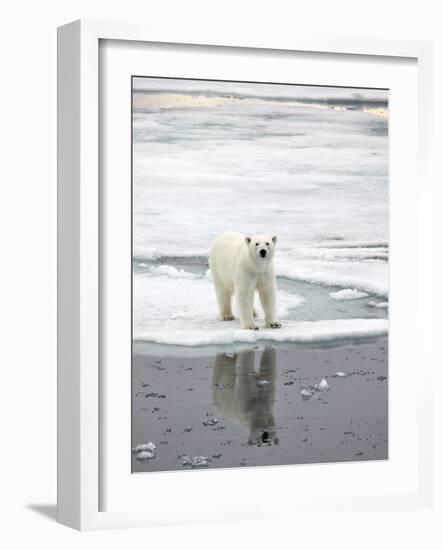 Polar Bear in Natural Environment-zanskar-Framed Photographic Print