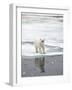 Polar Bear in Natural Environment-zanskar-Framed Photographic Print