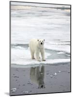 Polar Bear in Natural Environment-zanskar-Mounted Photographic Print