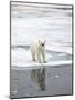 Polar Bear in Natural Environment-zanskar-Mounted Photographic Print