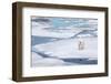 Polar Bear in Natural Environment-zanskar-Framed Photographic Print