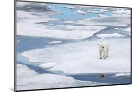 Polar Bear in Natural Environment-zanskar-Mounted Photographic Print