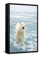 Polar Bear in Search of Seals, Spitsbergen, Svalbard, Norway-Steve Kazlowski-Framed Stretched Canvas