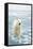 Polar Bear in Search of Seals, Spitsbergen, Svalbard, Norway-Steve Kazlowski-Framed Stretched Canvas