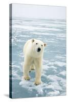 Polar Bear in Search of Seals, Spitsbergen, Svalbard, Norway-Steve Kazlowski-Stretched Canvas