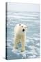 Polar Bear in Search of Seals, Spitsbergen, Svalbard, Norway-Steve Kazlowski-Stretched Canvas