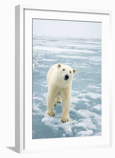 Polar Bear in Search of Seals, Spitsbergen, Svalbard, Norway-Steve Kazlowski-Framed Photographic Print