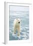 Polar Bear in Search of Seals, Spitsbergen, Svalbard, Norway-Steve Kazlowski-Framed Photographic Print