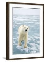 Polar Bear in Search of Seals, Spitsbergen, Svalbard, Norway-Steve Kazlowski-Framed Photographic Print