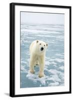 Polar Bear in Search of Seals, Spitsbergen, Svalbard, Norway-Steve Kazlowski-Framed Photographic Print