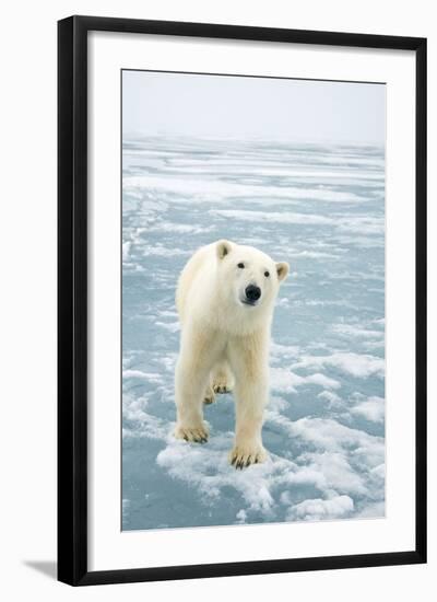 Polar Bear in Search of Seals, Spitsbergen, Svalbard, Norway-Steve Kazlowski-Framed Photographic Print