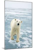 Polar Bear in Search of Seals, Spitsbergen, Svalbard, Norway-Steve Kazlowski-Mounted Photographic Print