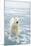 Polar Bear in Search of Seals, Spitsbergen, Svalbard, Norway-Steve Kazlowski-Mounted Photographic Print