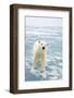 Polar Bear in Search of Seals, Spitsbergen, Svalbard, Norway-Steve Kazlowski-Framed Photographic Print