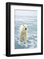 Polar Bear in Search of Seals, Spitsbergen, Svalbard, Norway-Steve Kazlowski-Framed Photographic Print