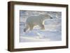 Polar Bear, in Snow, Churchill Wildlife Area, Churchill, Mb Canada-Richard ans Susan Day-Framed Photographic Print