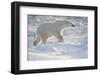 Polar Bear, in Snow, Churchill Wildlife Area, Churchill, Mb Canada-Richard ans Susan Day-Framed Photographic Print