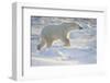 Polar Bear, in Snow, Churchill Wildlife Area, Churchill, Mb Canada-Richard ans Susan Day-Framed Photographic Print