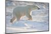 Polar Bear, in Snow, Churchill Wildlife Area, Churchill, Mb Canada-Richard ans Susan Day-Mounted Photographic Print